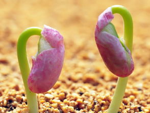 种子网上备案app下载,种子网上备案怎么备