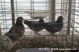 养鸽子会赚钱吗？怎么养？能盈利多少？