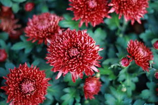 新疆红菊花的功效与作用