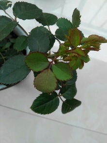 玫瑰花的叶子像什么形状