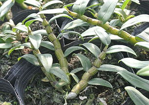 铁皮石斛怎么吃好