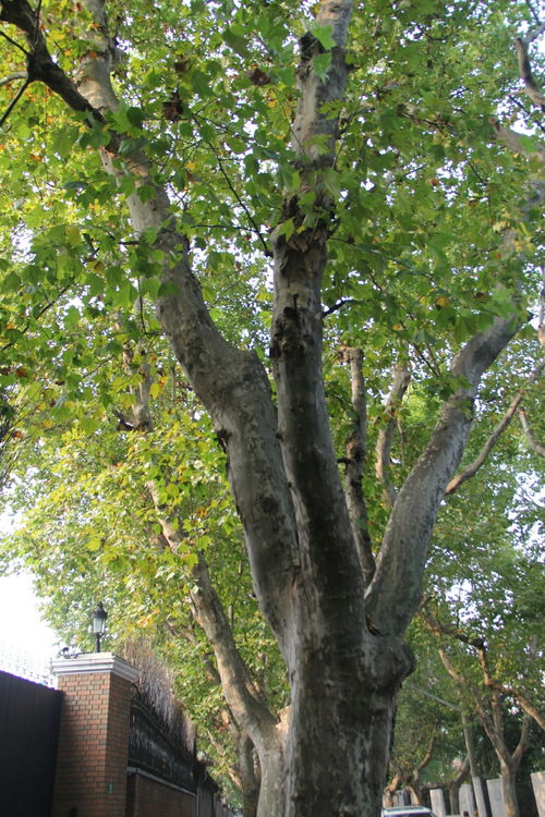 梧桐树保险公司官网