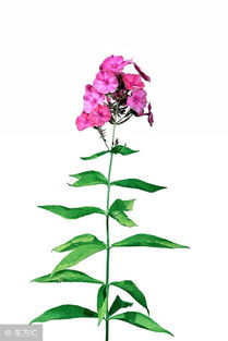 人生四大乐事是什么