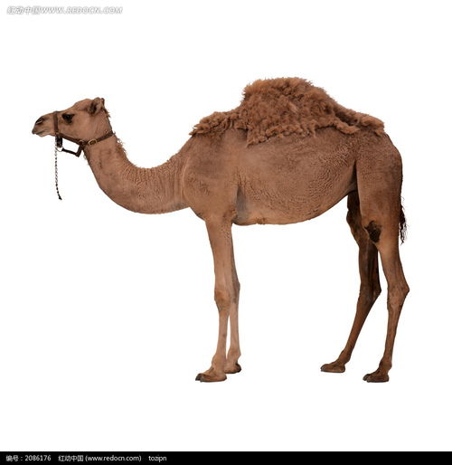 wow如何在奥丹姆找到骆驼的任务？