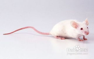 如何灭老鼠最有效,餐厅怎么灭老鼠