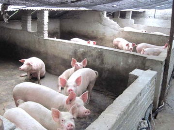养猪 成本
