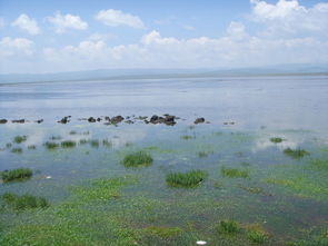 面积最大的湖泊是什么