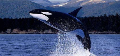 鲸鱼的种类大全及名称，鲸鱼的种类图片和名字