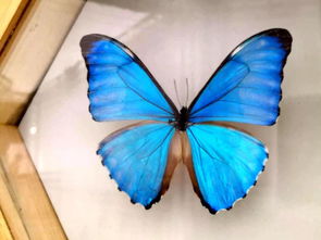 蜜蜂还是蝴蝶互动游戏规则？