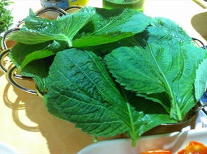 苏子叶怎么吃才能养肝