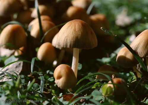 蘑菇大全及图片