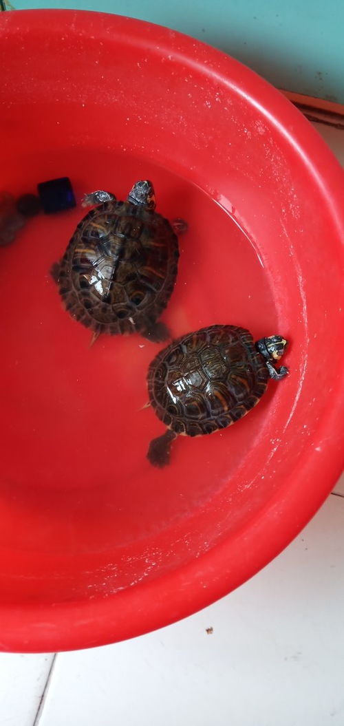 怎么孵化乌龟蛋?