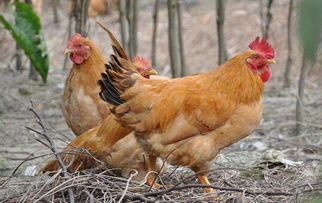 潍坊今日毛鸡价格是多少