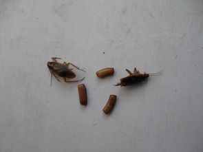 蟑螂卵长什么样子图片