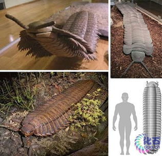 远古蜈蚣虫是否还未灭绝,远古蜈蚣虫有毒吗