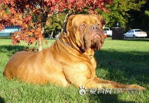 爱狗网的主要内容