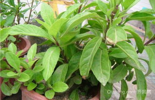 有没有一种植物叫做救命草的