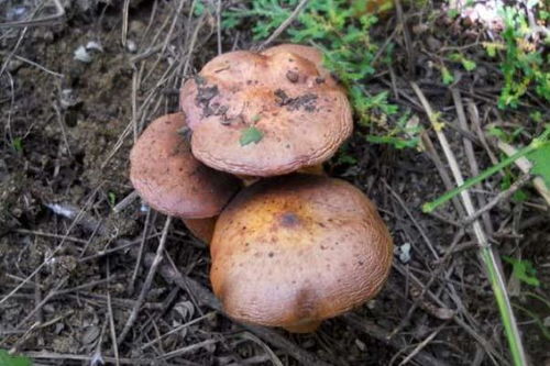 松茸菇怎么做好吃