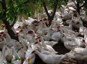 现在养殖什么最稳定又最赚钱