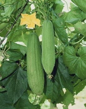 丝瓜图片大全大图 蔬菜