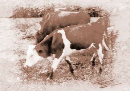 梦见牛追我还要攻击我