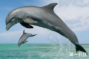 海豚是哺乳动物吗还是鱼类,海豚是哺乳动物吗为什么