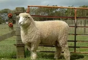 羊属相和什么相冲相克