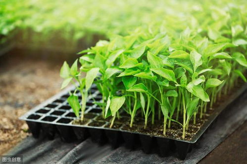 农村种什么挣钱？种植致富20个好项目