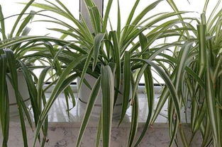 吊兰怎么修剪才能更旺盛