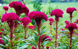 鸡冠花什么时候种植