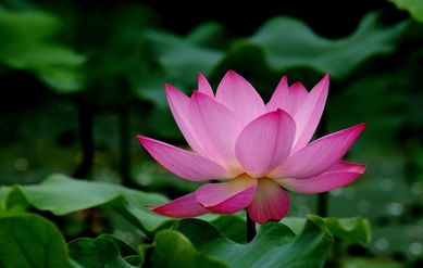 荷花的象征意义有哪些？