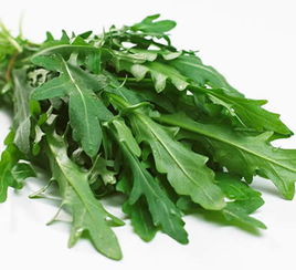 玉兰菜的功效与作用