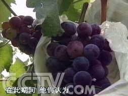 误偷天价葡萄怎么罚 嘴馋偷吃葡萄偷出司法难