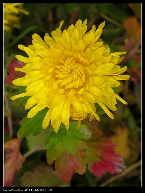 什么的菊花填颜色