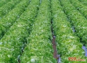 农村种什么挣钱？种植致富20个好项目