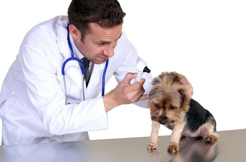 宠物医生工资一般多少