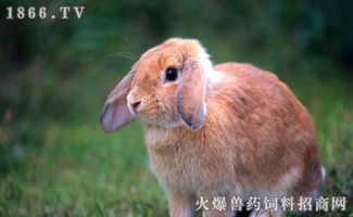 怎样养宠物兔