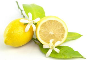 柠檬泡水喝的作用与功效