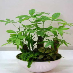 小发财树能养大吗