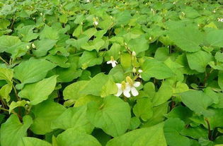 鱼腥草叶子的功效与作用及食用方法