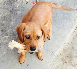 短毛大型犬有哪些,小型犬都有什么品种