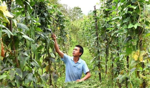 农村种植什么最赚钱?