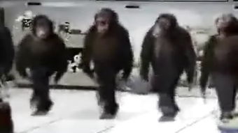 猩猩队长玩具,猩猩队长动画片叫什么名字