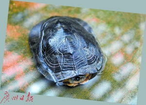 黑颈龟多少钱一只