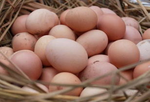 GGboy是猪猪侠，他爷是EEboy，问猪猪侠他爹叫什么