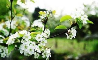 梨花体诗歌,梨花体诗歌的特点