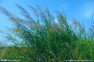 什么的芦苇藤,什么的芦苇填空