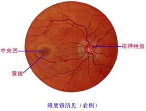 视网膜是什么