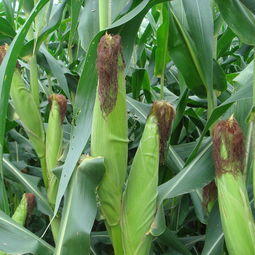 玉米播种时间和成熟时间