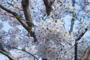 樱雪品牌故事是什么？